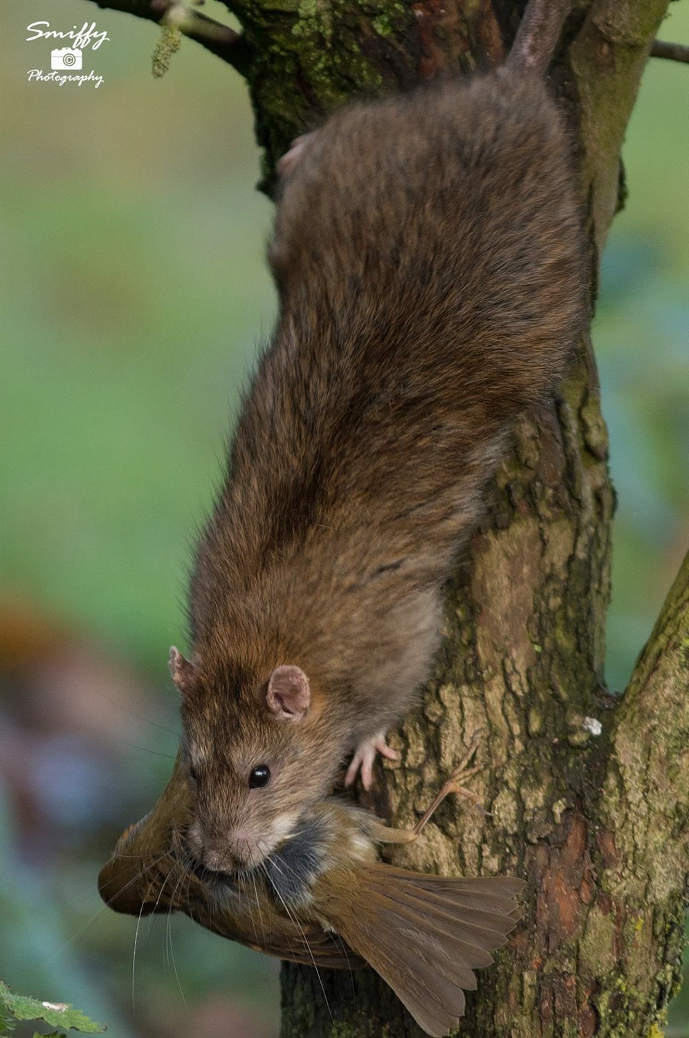 Taken at Whisby Nature Park , by Lee Smith, Smiffy Photography